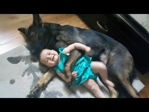 Des chiens adorables grandissent avec leur bébé et font tout ensemble