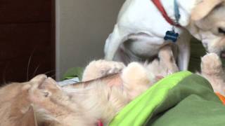 Luna is weirdly obsessed with an orange peel and then Simba's butt