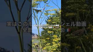 実はこのモンサンミッシェル動画、全部ひとりで撮影🇫🇷 #Insta360 #LunaUltra #Insta360LeicaAwards#pr
