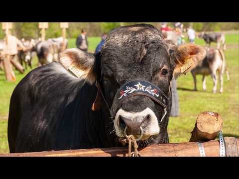Tiroler Grauvieh DiaShow