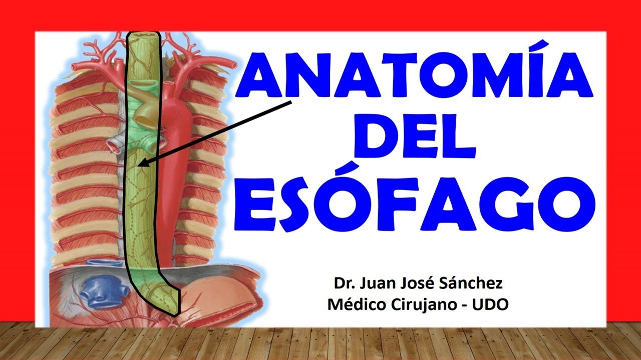 🥇 Anatomy of the ESOPHAGUS, Easy and Quick
