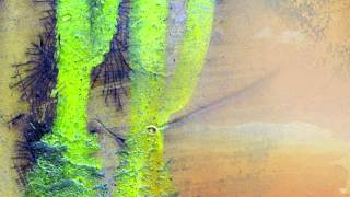 Craig Perry- Roots Unravelling: I. Homeage to Soft Machine