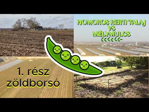 08. Homokos talaj vs mélymulcs: zöldborsó - #kert  a Tanyán
