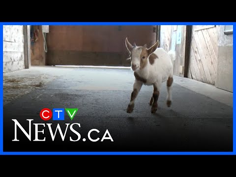 The newest residents at Hatfield Farm - YouTube