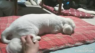 小次郎君トリミングしました。可愛い。