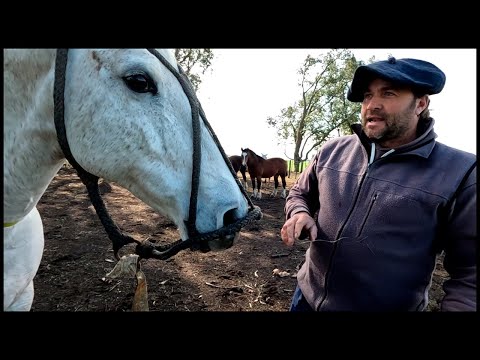 A PEDIDO DE USTEDES LES MOSTRAMOS LOS CABALLOS - VIDA CAMPESTRE