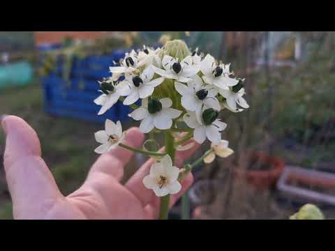 Ornithogalum saundersiae, the Giant Chincherinchee: one of the tallest flower bulbs for back borders
