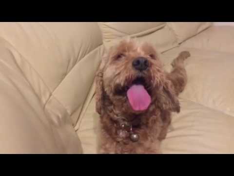 会計学科 5月30日～6月24日6月24日近畿大学と愛犬やまと元気を出せば！元気だ！！木村勝則滋賀県高島市！