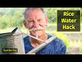 Supercharge Your Plants With This Rice Water Hack