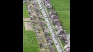 preview picture of video '新緑の牧場サクラの帯　北海道・静内の二十間道路（2013/05/19）北海道新聞'