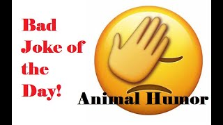 I never should have hired a duck for a lawyer... | Bad Joke of the Day