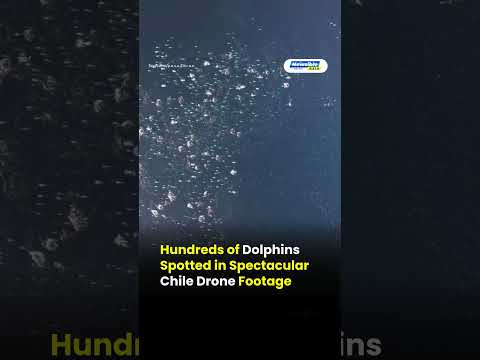 Hundreds of Dolphins Spotted in Spectacular Chile Drone Footage