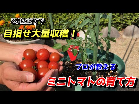 園芸 トマトを鉢で育てる