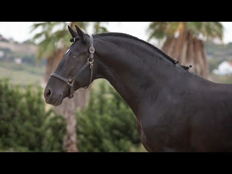 **SOLD**  Bombproof Piro Free Black Lusitano Stallion (REF#536)
