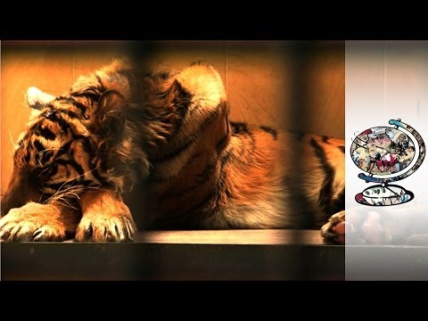 Indonesia's Tiger Sanctuary Is A Squalid Hell Hole Video