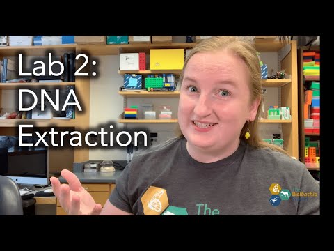 The Wolbachia Project Lab 2: DNA Extraction