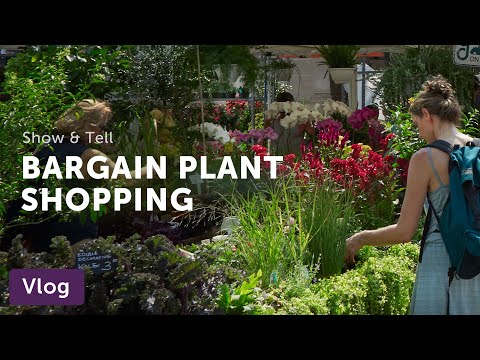 BARGAIN PLANTS at USQ Greenmarket — Vlog 042