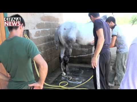 SienaNews it   Guess