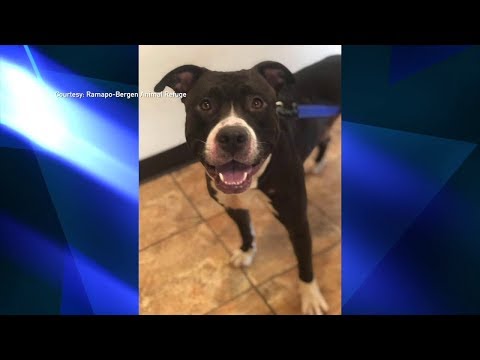 NJ Paterson Fire Dept. Adopts Dog