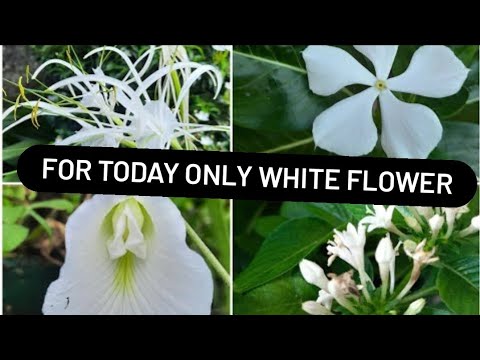 beautiful white flowers collection/in nepali (Pranita's garden)