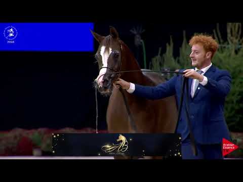 Ecaho European Show 2018 - Class 9