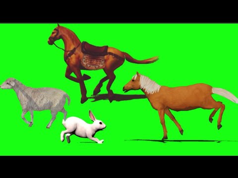Green Screen Animals Running, walking | Animal stampede #greenscreen #stampede #animals