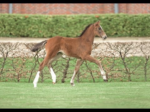 Nr. 17 | Stutfohlen v. Million Dollar - Caretino