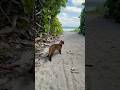 I can’t resist a walk! 😻 Abyssinian cat adventures #abyssinian #catshorts #adventure #catlover