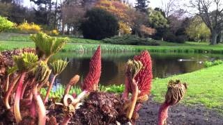 preview picture of video 'Gunnera Manicata (giant rhubarb) in Zuiderpark, The Hague - 2012-04-14'