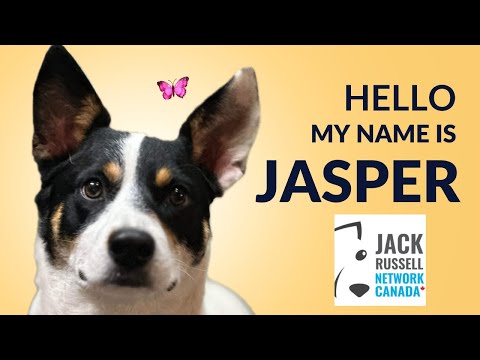 Jasper, an adopted Corgi Mix in Toronto, ON_image-1
