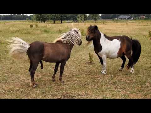 , title : '2017 06 24 De nieuwe hengst dekt de eerste vrouwtjes pony's en het kappen v d hoefjes'