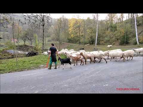 GREGGE DI PECORE E AGNELLINI ALLA 27^ MOSTRA OVINA A ROASCHIA (CN) DOM. 16 - 10 - 2022.