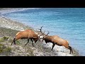 Huge Elk Bull's Epic Fight For the Toughest Elk Rut Territory