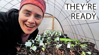 Up-Potting | Starting Off The Growing Season Right | Garden VLOG | Fermented Homestead
