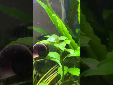 Columbian/Giant Ramhorn (Marisa cornuarietis) & Marsh Pond snails (Ladislavella/Stagnicola elodes)