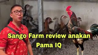 Download lagu Sango Farm review Pama IQ age 3 months up. mp3