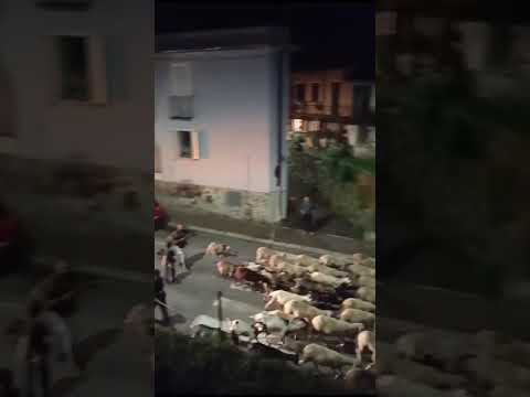 Ancient Tradition Alive: Sheep Transhumance from Omegna to Valstrona