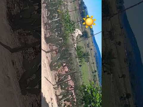 Povoado Do Morro Lafaiete Coutinho Bahia 09/08/2025 vídeo 2