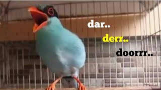 Download lagu BURUNG EKEK KELING GACOR SUARA KASAR COCOK BUAT MASTERAN mp3
