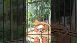 Download lagu pelanduk bukit gacor cocok pancing burung bahan mp3