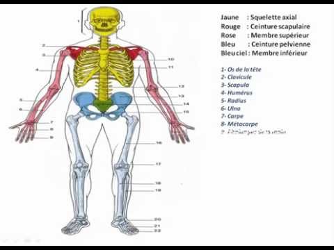 download lagu mp3 mp4 Anatomie Du Corps Humain Pdf, download lagu Anatomie Du Corps Humain Pdf gratis, unduh video klip Anatomie Du Corps Humain Pdf