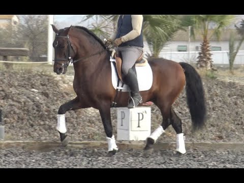 TANO 2017 , PRE-Andalusian stallion , advanced dressage 1.62 m approx 16h , December 2023 video