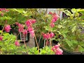 Dicentra Varieties (Bleeding Hearts)//Popular,🧡🧡Long Blooming Perennials for Shady Sites!