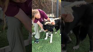 Video preview image #1 Akita-Unknown Mix Puppy For Sale in Pasadena, CA, USA