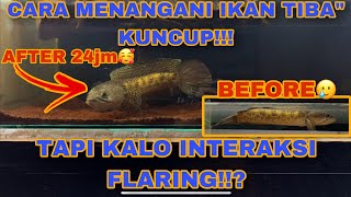 Download lagu CHANNA FLARING‼️BUT OFTEN BUDDING‼️ BE CAREFUL IT CAN BEND‼️ #channaauranti mp3