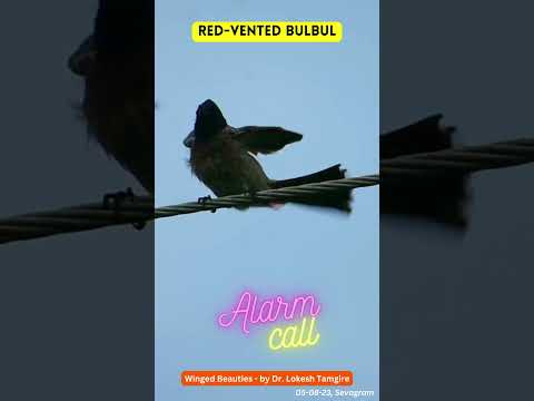 Bulbul červenotrtáčový (Pycnonotus cafer) — starostlivosť, voliéra a kŕmenie