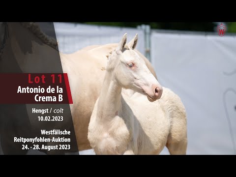 Reitponyfohlen-Auktion Lot 11 Antonio de la Crema B Hengst v. A kind of Magic - FS Champion de Luxe