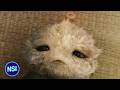 The Pet Alien Has Superpowers CJ7