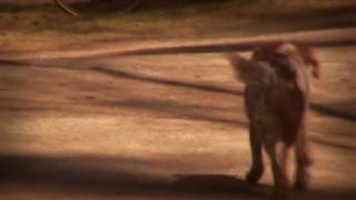 Dungen - C Visar Vägen