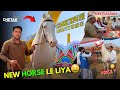 NEW HORSE Le Liya PRICE Chetak Festival Sarangkheda 2024